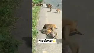 Animal Fight : Monkey Brutal Fight video | Real Fight Video