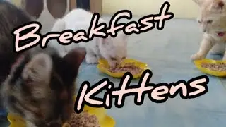 breakfast for kittens @deniwans