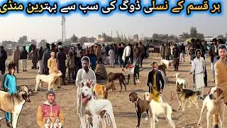 Kohat Biggest Dog Mandi- GULTAIR BULLY GERMAN SHEPHERD Dogs December 14 2025