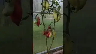 🍅💜 Vessel's Purple Pride is a unique purple tomato! 🌿