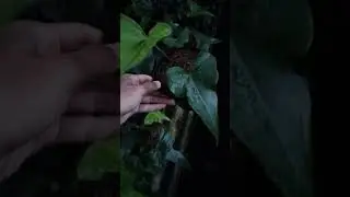 anthurium dragon Fly #plants #tanamahias #tanamanlangka #anthurium