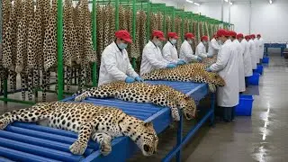 Productos de un millón de dólares con piel de leopardo: Dentro de la fábrica (Proceso Completo)