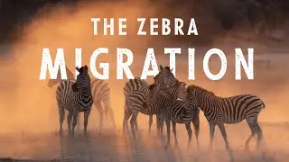 Botswana's HUGE Zebra Migration that most people have NEVER heard about.
