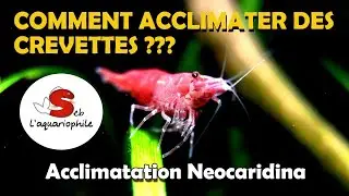 Acclimater des crevettes d'aquarium .