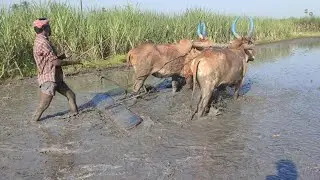Bullock Working Style|Bullock Working Style In Village | Bullockcart racing videos | cow videos |