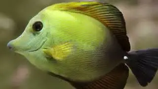 Awesome Brown Tang / Scopas Tang / Zebrasoma scopas Marine Fish