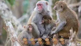 Big Monkey Family 🐒🐒l Cambo Monkey TV