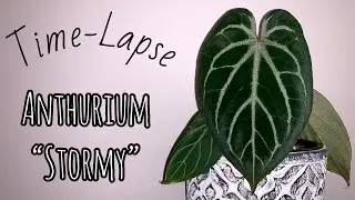 Time Lapse: Anthurium Unknown Hybrid 