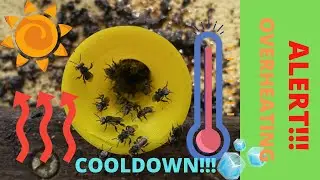 My bees OVERHEATING! How Australian Native bees cope to HOT weather!