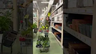 Урвала УЦЕНКИ! #комнатныерастения #цветы