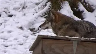 Endangered Wolf Center