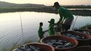 Paano Magsimula ng Tilapia Pond Business - Part 2 | TatehTV Episode 57