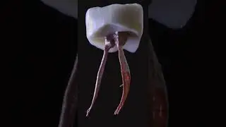 como es realidad la pulpa dental?