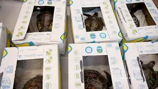 VIDEO: A dozen cold-stunned sea turtles arrive at Mystic Aquarium for rehabilitation