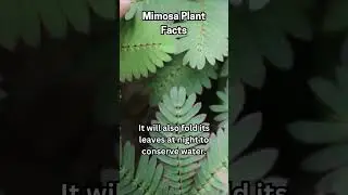 Nature fact 37 - #mimosapudica