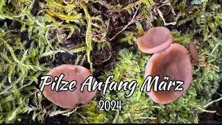 Pilze Anfang M&auml;rz - Massenfunde der Scheibchenlorchel, Erstfund gl&auml;nzender Schwarzborstling uvm.
