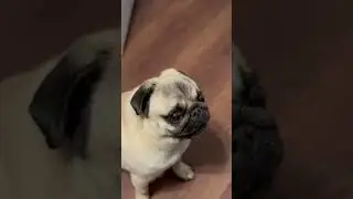 Мопс воет с волками