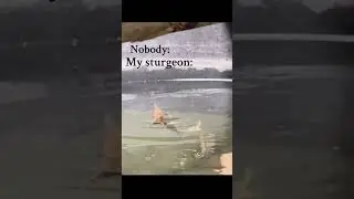 Anyone elses sturgeon eat like this?? 😂😂 #albinosterletsturgeon #sturgeon #justonemorefish
