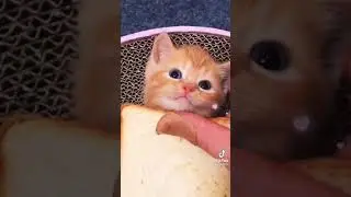 OMG so cute Cat | #shorts