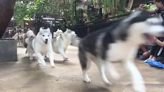 HUSKY STAMPEDE! - TrueLove at Neverland (HUSKY CAFE - Bangkok, Thailand)