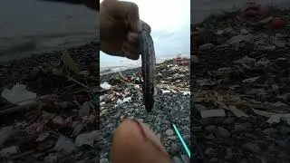 syukuri aja lurr meski semilang yg naik #surfcasting #fishing #mancingceria #mancing #mancingmania