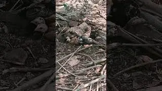 hen mother love #hen #chicken #shortsfeed #shortvideo #youtubeshorts