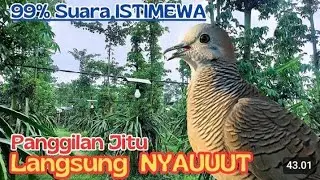 PASTI MANGGUNG SPONTAN NYAUT DENGARKAN INI PANCINGAN SANGAT AMPUH BURUNG PERKUTUT