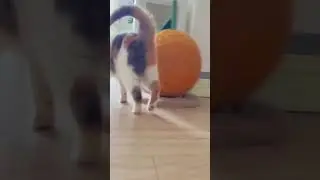 Flying into Your Heart #AdorableKitty