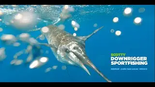 Scotty | Redrum | Downrigger Sportfishing | Cabo San Lucas