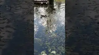 Lake with wild ducks/Озеро с дикими утками #nature #flowers #Lake #wild ducks #water #travel