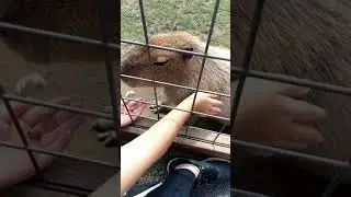 Feeding a capybara | Animal Adventure | Haley wants a new pet