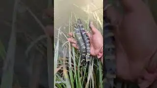 BLACK TIGER PRAWN