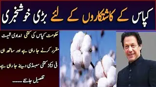 Latest Development On Cotton Support Price | Cotton Price 2021 || MT Knowledge TV