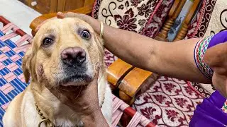 Stubborn Labrador Retriever keeps his face weird when swallowing 2nd tablet | Little John |