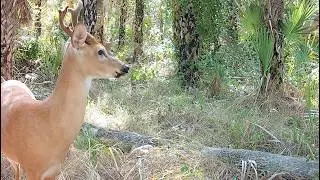 The buck is wary in panther country