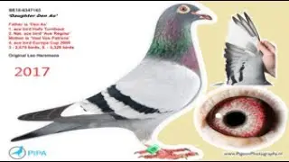 بعض سلالات الحمام الزاجل للمسافات الطويلة 2017