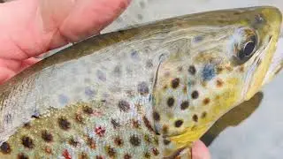 Fly Fishing for BIG BROWNS in NJ!