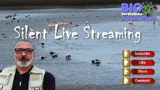 Silent Live Streaming - Buenos Aires - Argentina #relaxing #livestream #argentina