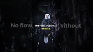 Sigma Rule 🔥no flower grows without rain 🔥#motivation #motivationalquotes #shorts