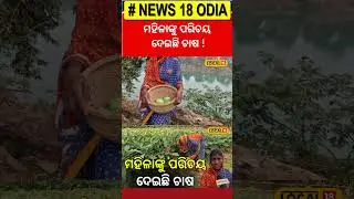 ମହିଳାଙ୍କୁ ପରିଚୟ ଦେଇଛି ଚାଷ ! । Jajpur। Odisha। Farming। Odia News। #local18