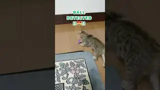 🐾 😹Tiny Cat, Big Energy&hellip; and Then? 🐾 #Shorts #KittenShorts #FunnyCat #CuteCat #JapaneseCat