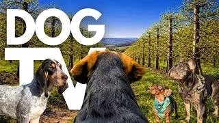TheDogCam | 10hrs of Tranquil Virtual Dog Walks Through Serene Orchards 🐾🌳 GoPro DogTV