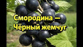 Смородина Чёрный жемчуг &mdash; жемчужина вашего сада