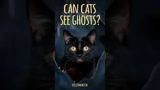 can cats see ghosts #cats #cat #kitten @Pawsandwhiskers88