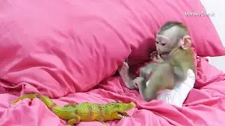 Monkey Baby Donal Screaming  Angry And Jealous With Crocodile