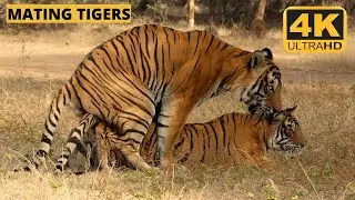 Tigers mating | #ranthambore | #tiger | WILDOPEDIA VIDEOS