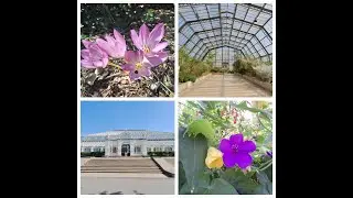 Wanderings in Kew Gardens (3): inside a Victorian marvel, the Temperate House