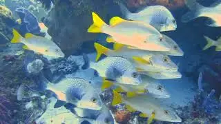 Cozumel Diving 2023 - Vibe