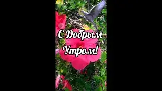Египет!Сейчас!!Доброе утро!Один Раз в год сады цветут!Релакс!Egypt! Now! Good morning! # Shorts