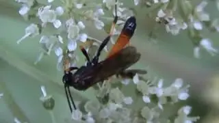 Alomya semiflava lumek 2